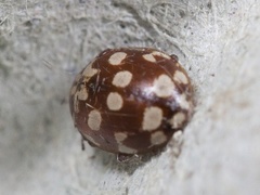Eighteen-spotted Ladybird (Myrrha octodecimguttata)