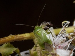 Common Green Capsid (Lygocoris pabulinus)