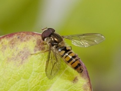 Marmalade Hoverfly (Episyrphus balteatus)