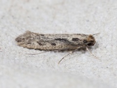 Large Pale Clothes Moth (Tinea pallescentella)