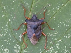 Forest bug (Pentatoma rufipes)