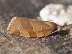 White-faced Tortrix (Pandemis cinnamomeana)
