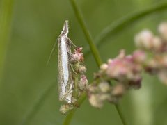 Grass-veneer (Crambus pascuella)