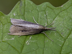 Takrørnebbmott (Chilo phragmitella)