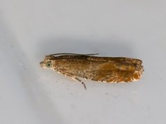 Nut Bud Moth (Epinotia tenerana)