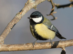 Kjøttmeis (Parus major)