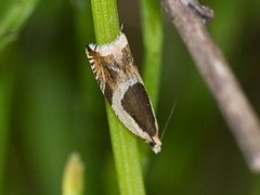 Common Roller (Ancylis badiana)