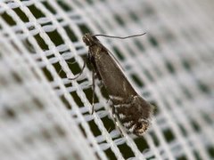 Cocksfoot Moth (Glyphipterix simpliciella)
