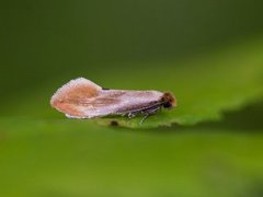 Fulvous Clothes Moth (Tinea semifulvella)