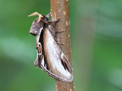 Lesser Swallow Prominent (Pheosia gnoma)
