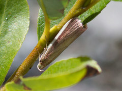 Rosy-Striped Knot-Horn (Oncocera semirubella)