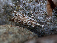 Chequered Grass-veneer (Catoptria falsella)