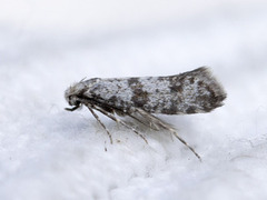 Hagtornspinnmøll (Scythropia crataegella)