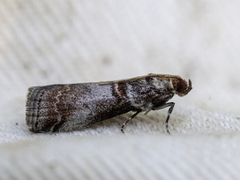 Rognesmalmott (Acrobasis advenella)