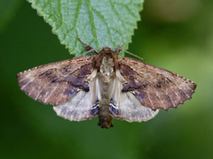 Kameltannspinner (Ptilodon capucina)