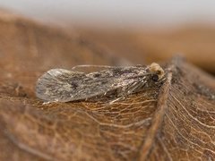 Case-bearing Clothes Moth (Tinea pellionella)