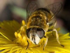 Tapered Drone Fly (Eristalis pertinax)