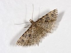 Many-plumed Moth (Alucita hexadactyla)