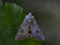 Kløverheifly (Anarta trifolii)