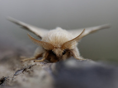 Okergul ringspinner (Malacosoma neustria)