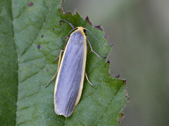 Blygrå lavspinner (Eilema lurideola)