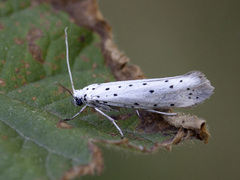 Rognespinnmøll (Yponomeuta padella)