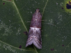 Slåpetornsmalmott (Acrobasis marmorea)