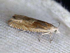 Mørk knoppurtengvikler (Eucosma hohenwartiana)