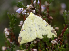 Brimstone Moth (Opisthograptis luteolata)