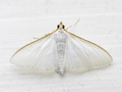 Olive-tree Pearl (Palpita vitrealis)