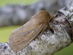 Irisrørfly (Globia algae)