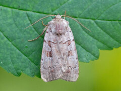 Myrfly (Coenophila subrosea)