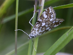 Flekkdammott (Elophila nymphaeata)