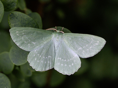 Kjempebladmåler (Geometra papilionaria)