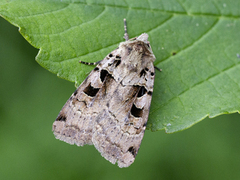 Triangelbakkefly (Xestia triangulum)