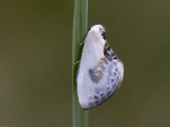 Slåpetornsigdvinge (Cilix glaucata)