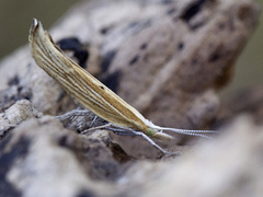 Ypsolopha nemorella