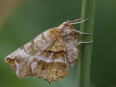 Blek månemåler (Selenia dentaria)