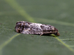 Epleknoppvikler (Spilonota ocellana)