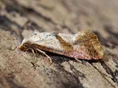 Breckland Conch (Falseuncaria degreyana)