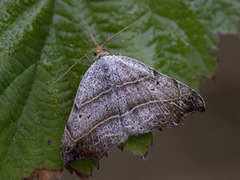 Sigdfly (Laspeyria flexula)