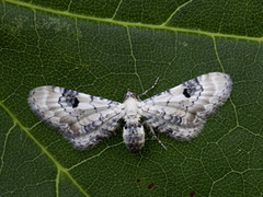 Hvit dvergmåler (Eupithecia centaureata)