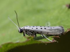 Smørbukkspinnmøll (Yponomeuta sedella)