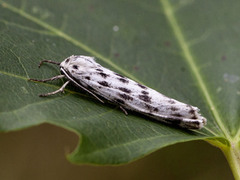 Heibjørnespinner (Coscinia cribraria)