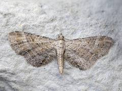 Meldedvergmåler (Eupithecia simpliciata)