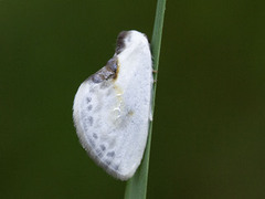 Slåpetornsigdvinge (Cilix glaucata)