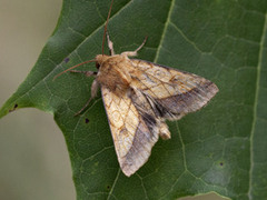 Gullfagerfly (Pyrrhia umbra)