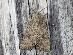 Kløverheifly (Anarta trifolii)