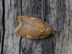 Eikemøll (Carcina quercana)