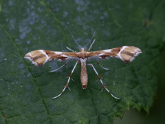 Rosefjærmøll (Cnaemidophorus rhododactyla)